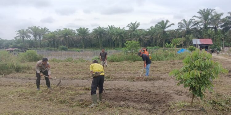 Gotong Royong Persiapan Penanaman Jagung Program Ketahanan Pangan di Desa Banjar Panjang