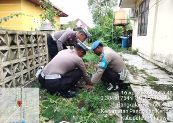 Polsek Pangkalan Kerinci Tanam Bibit Manggis, Dukung Program Penghijauan Kapolda Riau