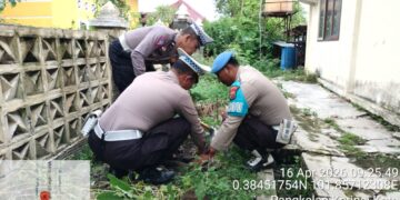 Polsek Pangkalan Kerinci Tanam Bibit Manggis, Dukung Program Penghijauan Kapolda Riau