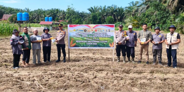 Polsek Ukui Bersama Kelompok Tani Tanam Jagung Pipil di Bukit Gajah