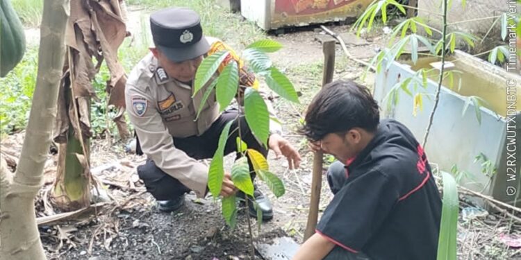 Polsek Ukui Tanam Bibit Kakao, Wujud Nyata Green Policing di Tengah Masyarakat