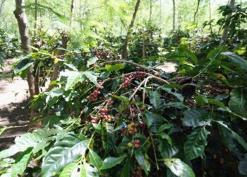 Holding Perkebunan Nusantara Dorong Kinerja Kopi PalmCo Tetap Solid di Tengah Tekanan Cuaca
