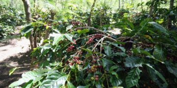Holding Perkebunan Nusantara Dorong Kinerja Kopi PalmCo Tetap Solid di Tengah Tekanan Cuaca