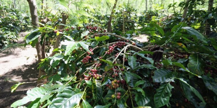 Holding Perkebunan Nusantara Dorong Kinerja Kopi PalmCo Tetap Solid di Tengah Tekanan Cuaca