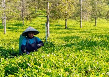 Kisah Kartini, Pemetik Teh yang Jadi Cerminan Ketangguhan SDM Holding Perkebunan Nusantara