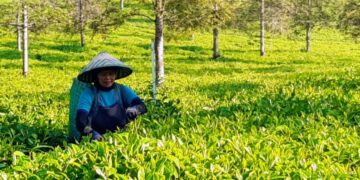 Kisah Kartini, Pemetik Teh yang Jadi Cerminan Ketangguhan SDM Holding Perkebunan Nusantara