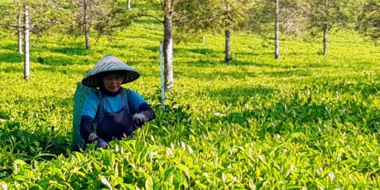 Kisah Kartini, Pemetik Teh yang Jadi Cerminan Ketangguhan SDM Holding Perkebunan Nusantara