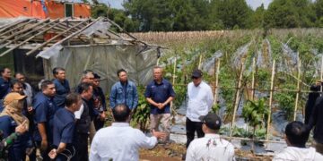 Holding Perkebunan Nusantara melalui PTPN I Gandeng Jinxiang Corp Kembangkan Budi Daya Bawang di Jawa Barat