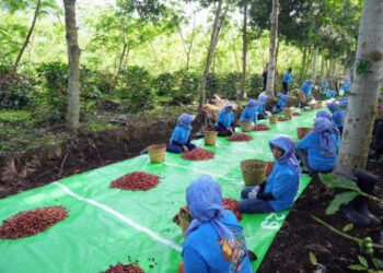Holding Perkebunan Nusantara Terus Perkuat Daya Saing Global, Ekspor Kopi Ijen PalmCo Tembus AS dan Inggris 