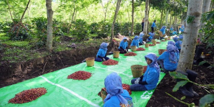 Holding Perkebunan Nusantara Terus Perkuat Daya Saing Global, Ekspor Kopi Ijen PalmCo Tembus AS dan Inggris 