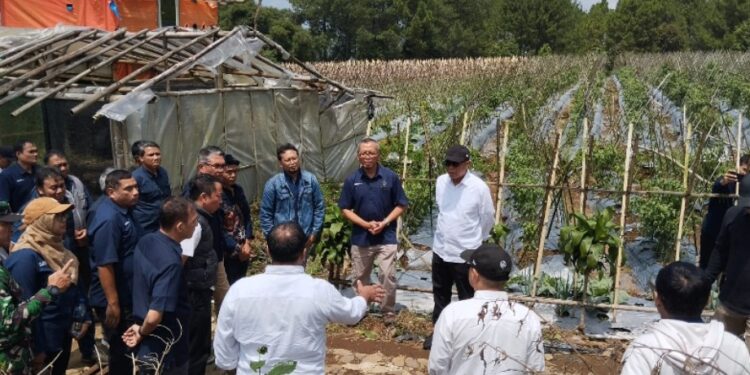 Perkuat Ketahanan Pangan, Holding Perkebunan Nusantara Melalui PTPN I Gandeng Jinxiang Kembangkan Bawang