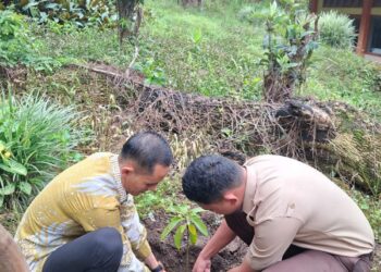 Sabtu Bersih, SMAN 4 Takengon Gelar Gotong Royong Dan Tanam Tumbuhan Berbuah