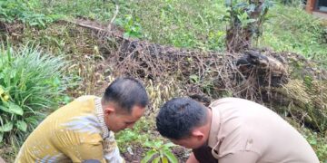 Sabtu Bersih, SMAN 4 Takengon Gelar Gotong Royong Dan Tanam Tumbuhan Berbuah