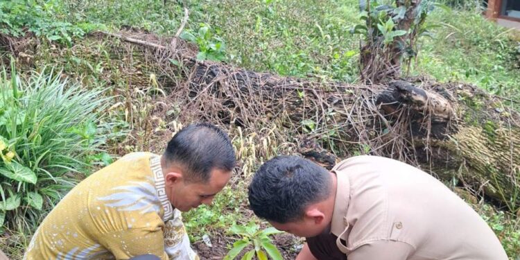 Sabtu Bersih, SMAN 4 Takengon Gelar Gotong Royong Dan Tanam Tumbuhan Berbuah
