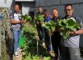 Sinergi Produktif, Rutan Takengon Buktikan Eksistensi Melalui Panen Raya Sawi