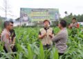 Kapolres Aceh Tengah Tinjau Perkembangan Tanaman Jagung Program Ketahanan Pangan