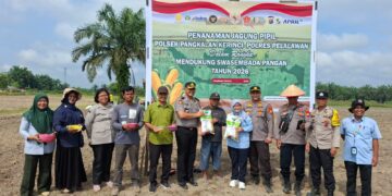 Polsek Pangkalan Kerinci Tanam Jagung Pipil di Lahan Asta Cita Km 55, Dukung Program Ketahanan Pangan Nasional