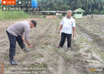 Dukung Swasembada Pangan, Polsek Ukui Turun ke Lahan Jagung Warga Desa Bukit Gajah Kec. Ukui