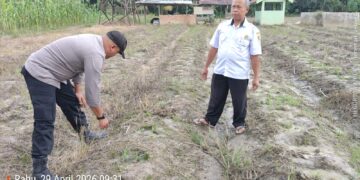 Dukung Swasembada Pangan, Polsek Ukui Turun ke Lahan Jagung Warga Desa Bukit Gajah Kec. Ukui
