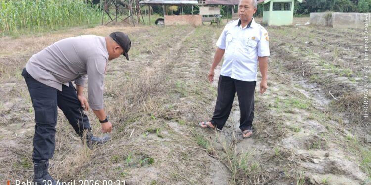Dukung Swasembada Pangan, Polsek Ukui Turun ke Lahan Jagung Warga Desa Bukit Gajah Kec. Ukui