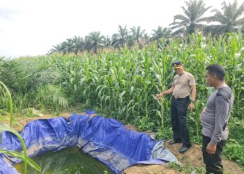 Kapolsek Pangkalan Kuras Tinjau Pertumbuhan Jagung Pipil di Lahan Tumpang Sari KUD Sialang Makmur