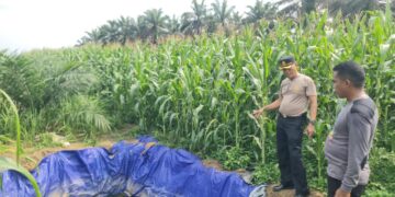 Kapolsek Pangkalan Kuras Tinjau Pertumbuhan Jagung Pipil di Lahan Tumpang Sari KUD Sialang Makmur