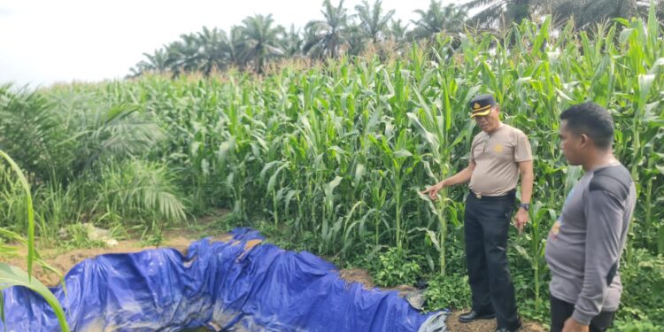 Kapolsek Pangkalan Kuras Tinjau Pertumbuhan Jagung Pipil di Lahan Tumpang Sari KUD Sialang Makmur