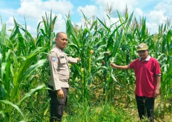 Polsek Kampar Kiri Periksa Perkembangan Tanaman Jagung Ketahanan Pangan, Lahan 0,5 Hektar Berkembang Baik   