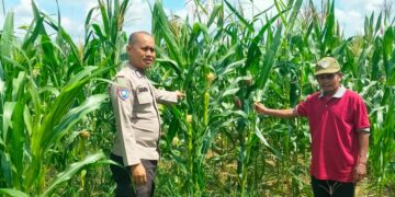 Polsek Kampar Kiri Periksa Perkembangan Tanaman Jagung Ketahanan Pangan, Lahan 0,5 Hektar Berkembang Baik   