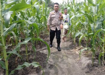Polsek Kampar Kiri Hilir Periksa Tanaman Jagung Pipil Tumpang Sari, Perkembangan Baik Dan Akan Panen Pertegahan Mei
