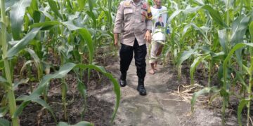 Polsek Kampar Kiri Hilir Periksa Tanaman Jagung Pipil Tumpang Sari, Perkembangan Baik Dan Akan Panen Pertegahan Mei