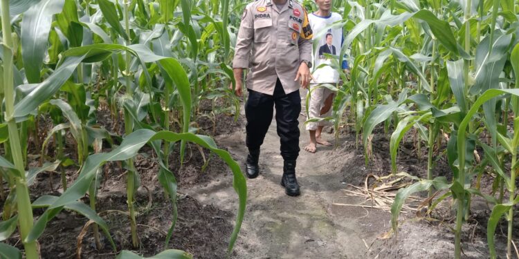 Polsek Kampar Kiri Hilir Periksa Tanaman Jagung Pipil Tumpang Sari, Perkembangan Baik Dan Akan Panen Pertegahan Mei