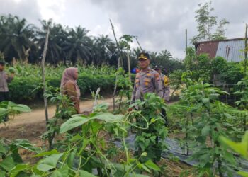 Kapolsek Pangkalan Kuras Tinjau Lahan Ketahanan Pangan Kacang Panjang di Desa Batang Kulim