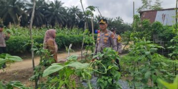 Kapolsek Pangkalan Kuras Tinjau Lahan Ketahanan Pangan Kacang Panjang di Desa Batang Kulim