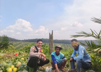 Polsek Kerumutan Sambangi Petani Semangka, Dukung Program Ketahanan Pangan