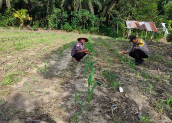 Polisi Cinta Petani, Bhabinkamtibmas Polsek Ukui Pantau Perawatan Jagung Pipil di Desa Bukit Gajah