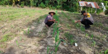 Polisi Cinta Petani, Bhabinkamtibmas Polsek Ukui Pantau Perawatan Jagung Pipil di Desa Bukit Gajah