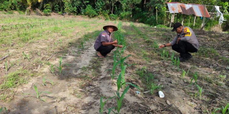 Polisi Cinta Petani, Bhabinkamtibmas Polsek Ukui Pantau Perawatan Jagung Pipil di Desa Bukit Gajah