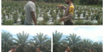 Bhabinkamtibmas Desa Segati Monitoring Program Ketahanan Pangan di Langgam