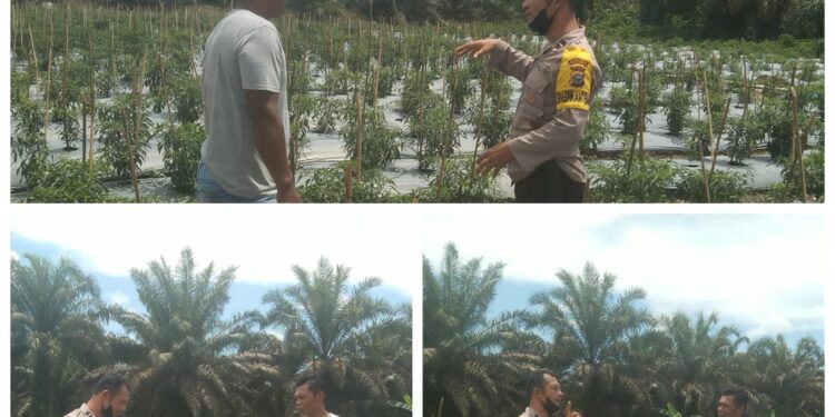 Bhabinkamtibmas Desa Segati Monitoring Program Ketahanan Pangan di Langgam