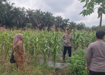 Kapolsek Pangkalan Kuras Cek Pertumbuhan Jagung Pipil Program Ketahanan Pangan