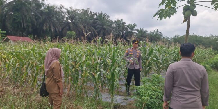 Kapolsek Pangkalan Kuras Cek Pertumbuhan Jagung Pipil Program Ketahanan Pangan
