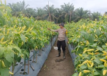 Polsek Kerumutan Sambangi Petani Cabai di Desa Banjar Panjang, Dukung Ketahanan Pangan