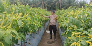Polsek Kerumutan Sambangi Petani Cabai di Desa Banjar Panjang, Dukung Ketahanan Pangan