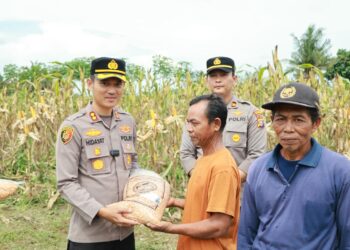 Kapolres Kuansing Bersama Kelompok Tani Panen Raya 21 Ton Jagung Pipil