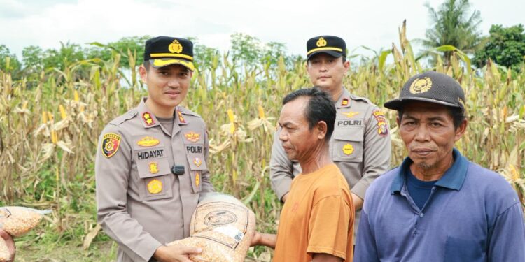 Kapolres Kuansing Bersama Kelompok Tani Panen Raya 21 Ton Jagung Pipil