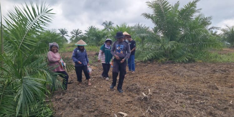 Polsek Pangkalan Kuras Dukung Ketahanan Pangan Lewat Penanaman Jagung Pipil di Desa Sialang Indah