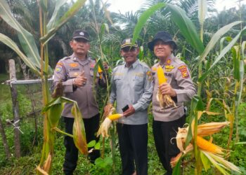 PANEN JAGUNG PIPIL BUMDES DESA BINA BARU HASILKAN 1000 KG, POLSEK KAMPAR KIRI HILIR DUKUNG SWASMBADA PANGAN