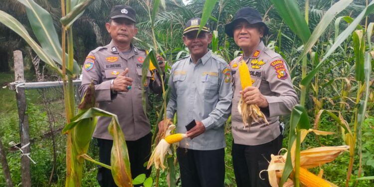 PANEN JAGUNG PIPIL BUMDES DESA BINA BARU HASILKAN 1000 KG, POLSEK KAMPAR KIRI HILIR DUKUNG SWASMBADA PANGAN