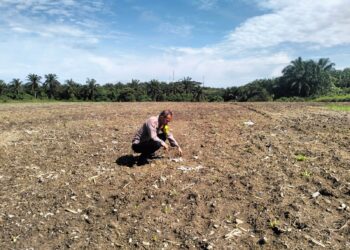 Bhabinkamtibmas Polsek Pangkalan Kerinci Monitoring Pertumbuhan Jagung untuk Dukung Ketahanan Pangan